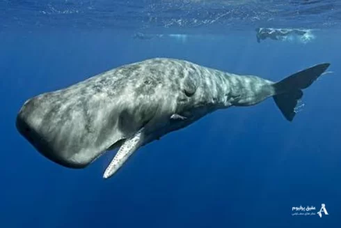 نقش استفراغ نهنگ در تولید لوکس‌ترین عطرهای جهان